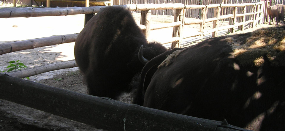 手机攻击器APP下载