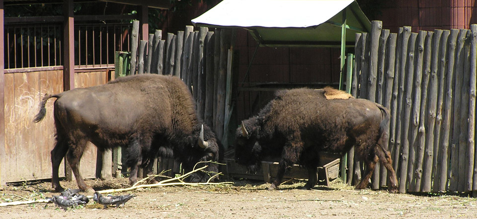 专业工具集的ddos攻击ip软件下载